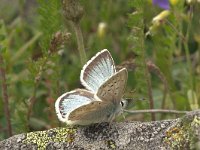 Lysandra coridon 6, Bleek blauwtje, Vlinderstichting-Kars Veling