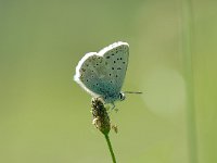 Lysandra coridon 62, Bleek blauwtje, Saxifraga-Arthur van Dijk