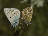 Lysandra coridon 7, Bleek blauwtje, Saxifraga-Marijke Verhagen