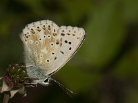 Lysandra coridon 73, Bleek blauwtje, Saxifraga-Jan van der Straaten