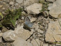 Lysandra coridon 78, Bleek blauwtje, male, Saxifraga-Jan van der Straaten