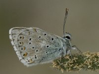 Lysandra coridon 83, Bleek blauwtje, Saxifraga-Willem van Kruijsbergen