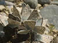 Lysandra coridon 86, Bleek Blauwtje, Saxifraga-Jan van der Straaten