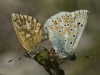 Lysandra coridon 9, Bleek blauwtje, Saxifraga-Marijke Verhagen