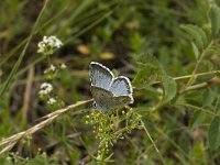 Lysandra coridon 93, Bleek blauwtje, Saxifraga-Willem van Kruijsbergen