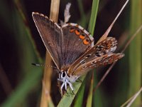 Bleek blauwtje 252_18A : Bleek blauwtje, Polyommatus coridon, Chalk-hill Blue, female