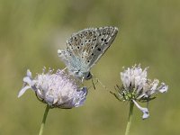 Lysandra coridon 97, Bleek blauwtje, Saxifraga-Willem van Kruijsbergen