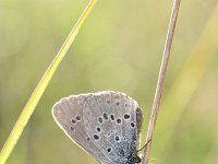 Maculinea alcon 46, Gentiaanblauwtje, Saxifraga-Luuk Vermeer