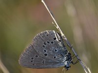 Maculinea alcon 49, Gentiaanblauwtje, Saxifraga-Luuk Vermeer