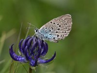 Maculinea arion 28, Tijmblauwtje, Saxifraga-Luuk Vermeer