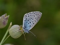 Maculinea arion 30, Tijmblauwtje, Saxifraga-Luuk Vermeer