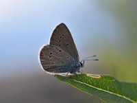 Maculinea arion 33, Tijmblauwtje, Saxifraga-Luuk Vermeer