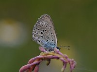 Maculinea arion 34, Tijmblauwtje, Saxifraga-Luuk Vermeer