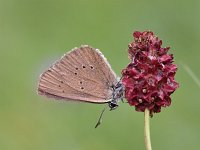 Maculinea nausithous 5, Donker pimpernelblauwtje, Saxifraga-Luuk Vermeer