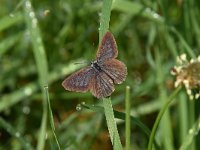 Maculinea nausithous 6, Donker pimpernelblauwtje, Saxifraga-Luuk Vermeer