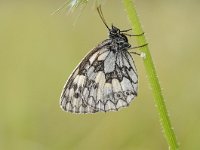 Melanargia galathea 117, Dambordje, Saxifraga-Luuk Vermeer