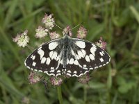 Melanargia galathea 119, Dambordje, Saxifraga-Willem van Kruijsbergen