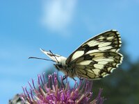 Melanargia galathea 126, Dambordje, Saxifraga-Ed Stikvoort : viroin2011