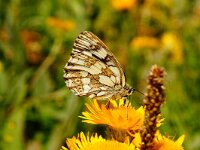 OMGEVING NJEGUSHI. M.GALATHEA.