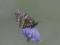 Melitaea athalia 78, Bosparelmoervlinder, Saxifraga-Luuk Vermeer