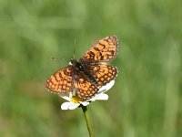 Melitaea athalia 81, Bosparelmoervlinder, Saxifraga-Luuk Vermeer