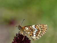 Melitaea athalia 84, Bosparelmoervlinder, Saxifraga-Luuk Vermeer