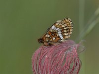 Melitaea athalia 85, Bosparelmoervlinder, Saxifraga-Luuk Vermeer