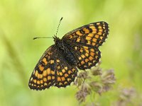 Melitaea athalia 92, Bosparelmoervlinder, Saxifraga-Luuk Vermeer