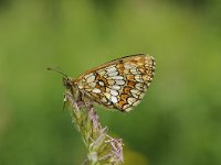 Melitaea athalia 95, Bosparelmoervlinder, Saxifraga-Luuk Vermeer