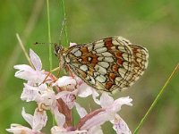 Melitaea athalia 97, Bosparelmoervlinder, Saxifraga-Hans Grotenhuis