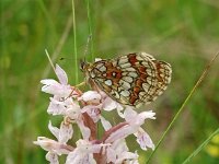 Melitaea athalia 98, Bosparelmoervlinder, Saxifraga-Hans Grotenhuis