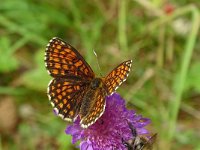 Melitaea britomartis 6, Oostelijke parelmoervlinder, Saxifraga-Hans Groothuis