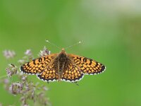 Melitaea cinxia 31, Veldparelmoervlinder, Saxifraga-Mark Zekhuis