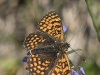 Melitaea  dejone 35, Spaanse parelmoervlinder, Saxifraga-Willem van Kruijsbergen