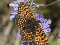 Melitaea  dejone 37, Spaanse parelmoervlinder, Saxifraga-Willem van Kruijsbergen