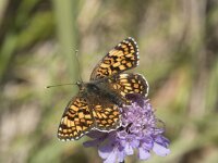 Melitaea phoebe 23, Knoopkruidparelmoervlinder, Saxifraga-Willem van Kruijsbergen