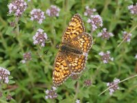 DAVIDOVAC. MELITAEA PHOEBE.