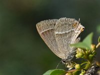 Neozephyrus quercus 40, Eikenpage, Saxifraga-Luuk Vermeer