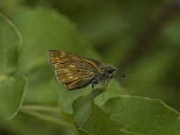 Ochlodes sylvanus, Large Skipper