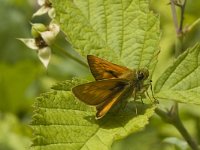 Ochlodes sylvanus 10, Groot dikkopje, male, Saxifraga-Jan van der Straaten