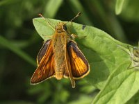 Ochlodes sylvanus 102, Groot dikkopje, Saxifraga-Peter Meininger