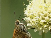 Ochlodes sylvanus 11, Groot dikkopje, male, Saxifraga-Jan van der Straaten