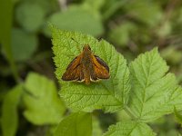 Ochlodes sylvanus 114, Groot dikkopje, Saxifraga-Willem van Kruijsbergen