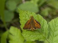 Ochlodes sylvanus 115, Groot dikkopje, Saxifraga-Willem van Kruijsbergen