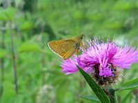 Ochlodes sylvanus 12, Groot dikkopje, male, Vlinderstichting-Henk Bosma