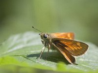 Ochlodes sylvanus 120, Groot dikkopje, Saxifraga-Mark Zekhuis