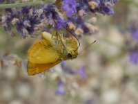 Ochlodes sylvanus 121, Groot dikkopje, Saxifraga-Jan Nijendijk