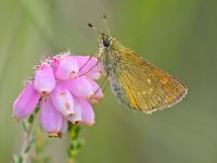 Ochlodes sylvanus 124, Groot dikkopje, Saxifraga-Rudmer Zwerver