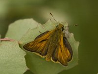 Ochlodes sylvanus 125, Groot dikkopje, male Saxifraga-Marijke Verhagen