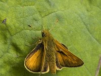 Ochlodes sylvanus 126, Groot dikkopje, male Saxifraga-Marijke Verhagen